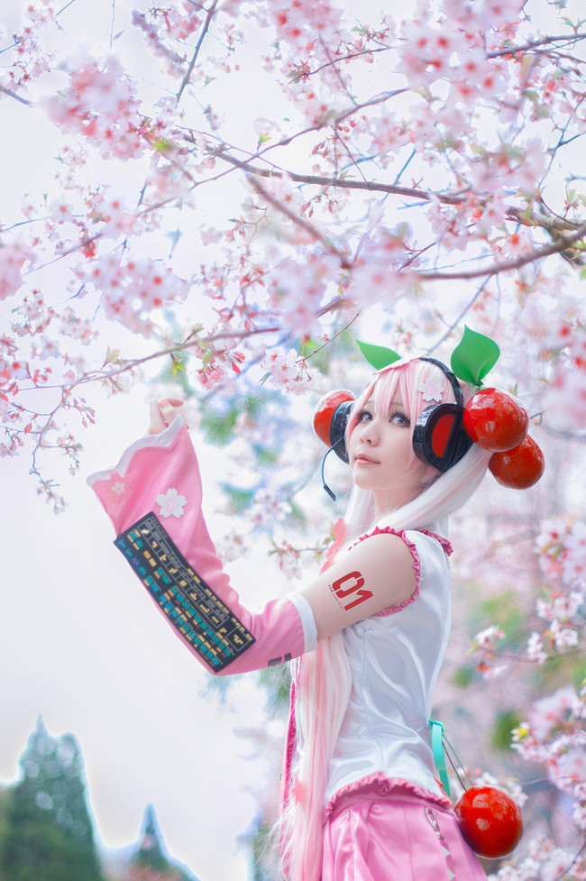 [cosplay]桜ミク樱初音[二次元cos]